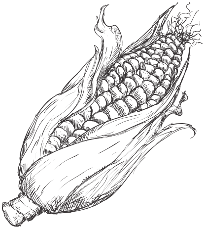 doodle maíz choclo